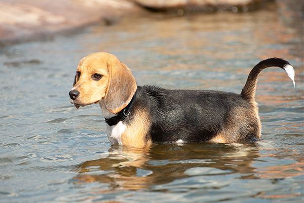 Puppy duik 12 - 20 weken