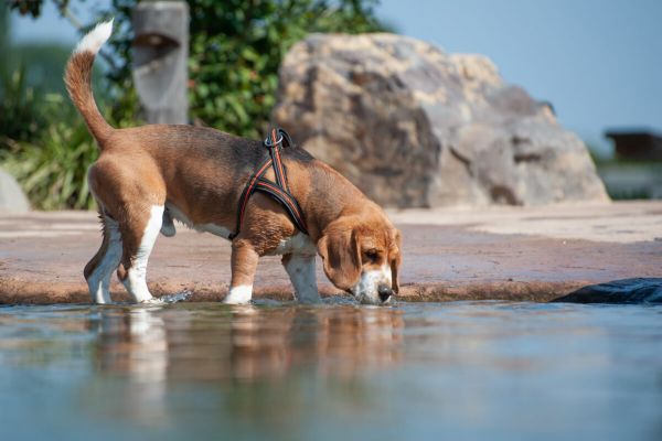 Kleine hondjes in het water