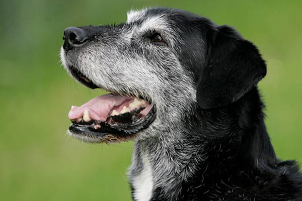 Rustige-, Senioren honden