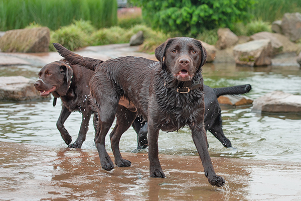 Labradorparty
