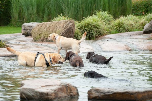 Omheind speelveld voor groepen honden in Brabant