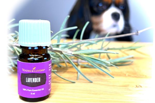 Hond én baasje profiteren van de etherische olie Lavender (lavendel)