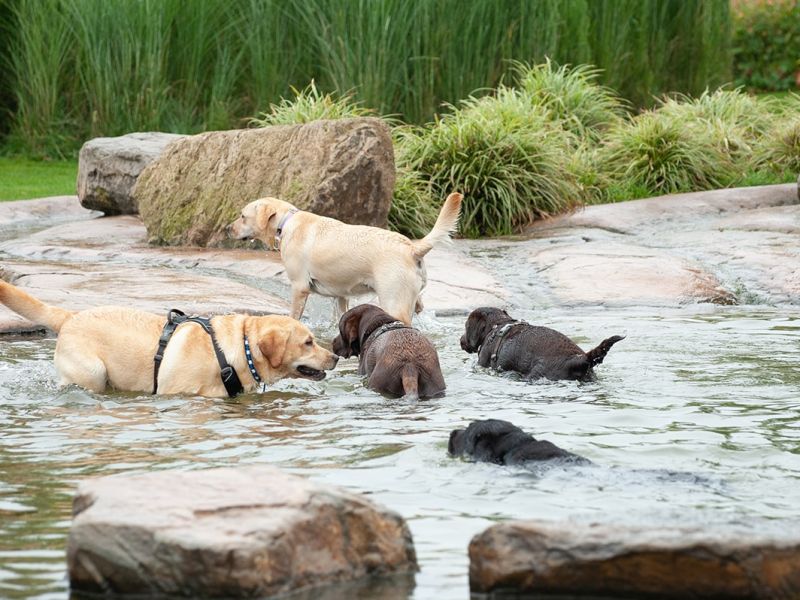 Omheind speelveld voor groepen honden in Brabant