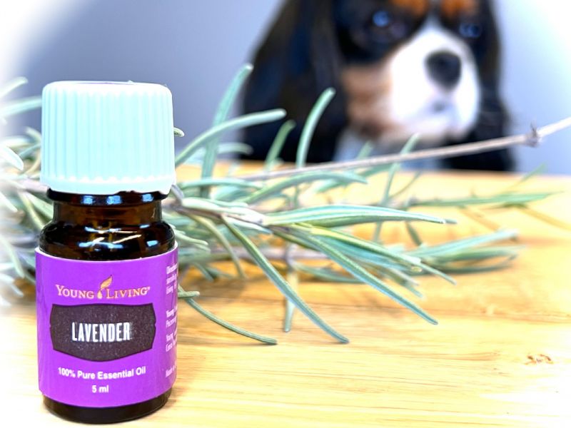 Hond én baasje profiteren van de etherische olie Lavender (lavendel)